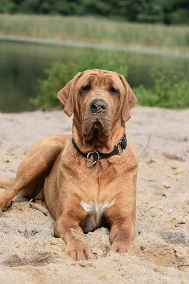 Tosa Inu — bohater marki DoggoTaste
