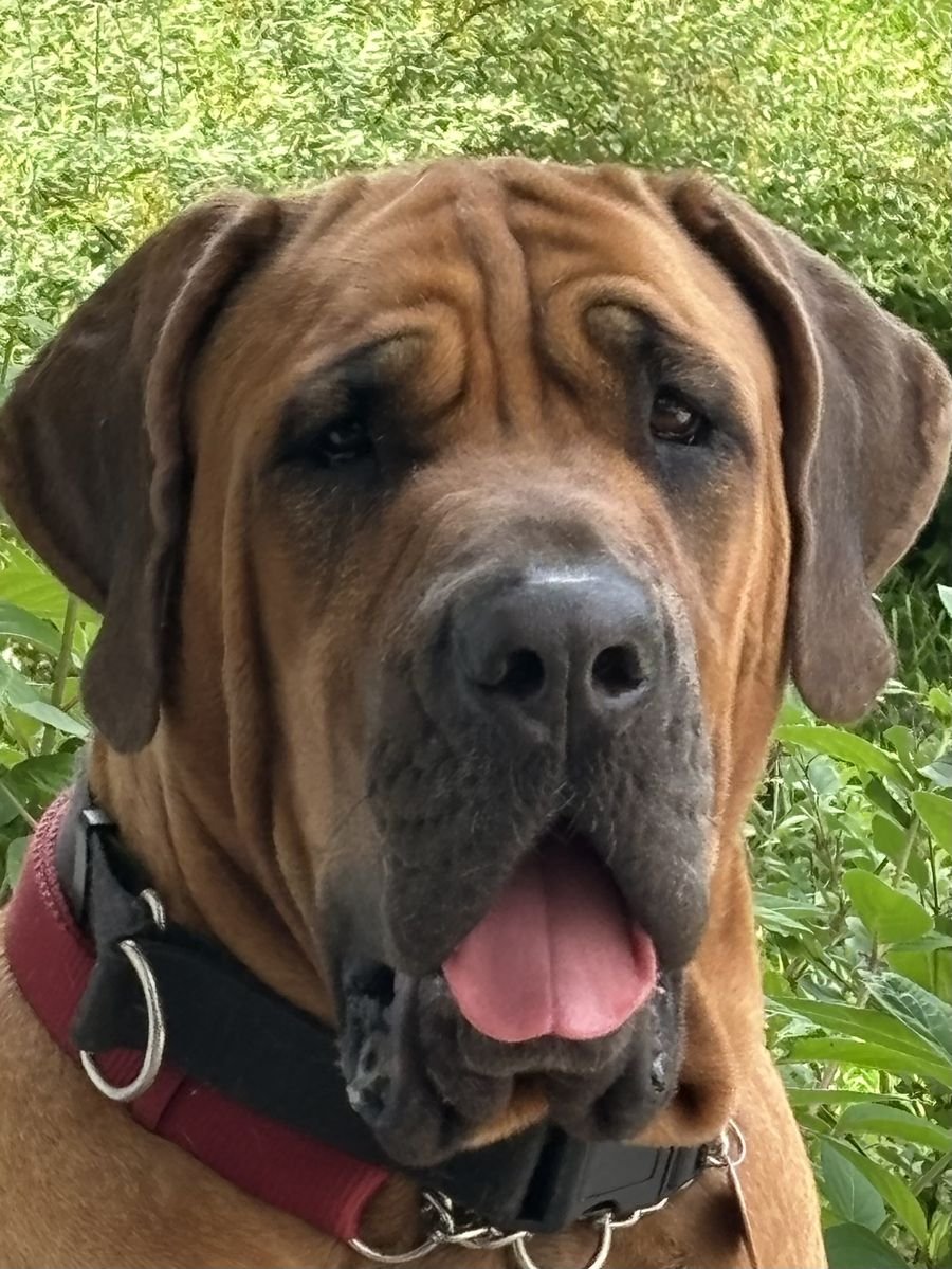 Tosia — Tosa Inu, bohaterka marki
